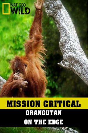 Nhiệm Vụ Cấp Bách: Đười Ươi – Trước Nguy Cơ Tuyệt Chủng Thuyết Minh - Mission Critical Orangutan On The Edge